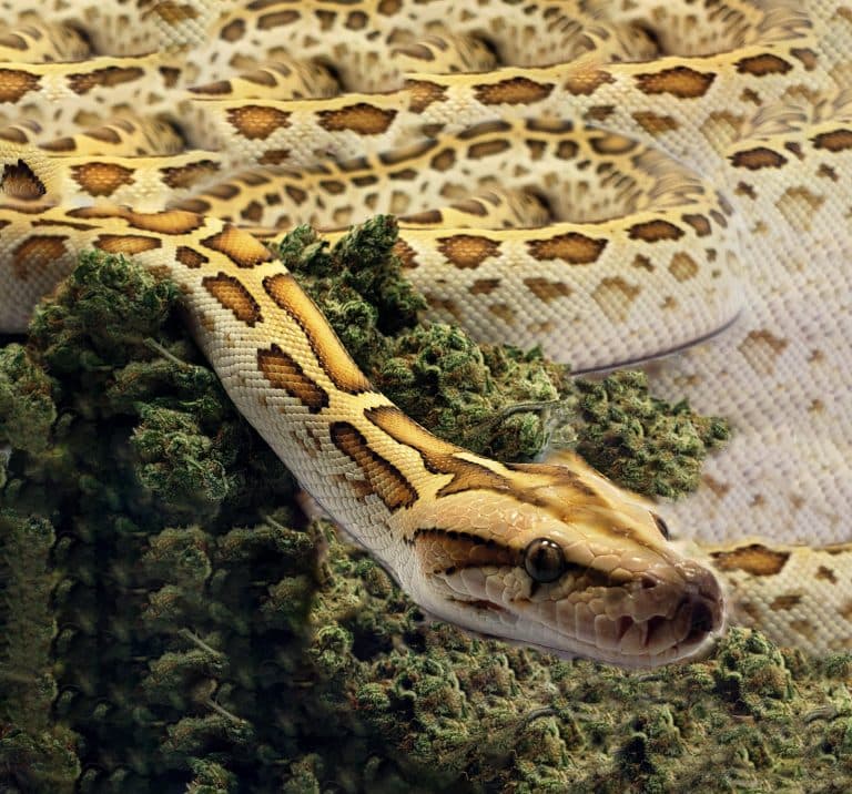 GANZA SNAKE